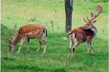 Słowacja Chata Veľké Rovné, Zewnątrz
